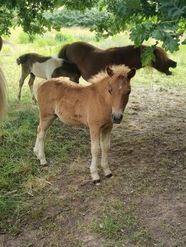 Schickes typvolles Stutfohlen Original Shetland, Nadine  (Shettyzucht Frechdachs ), Horses For Sale, Heringen