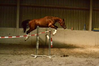 Kindergeeignetes, zuverlässiges Springwunder zu verkaufen, F.L, Horses For Sale, Würzburg