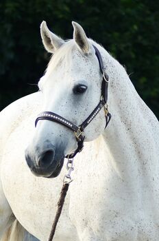 Kinderlieber, robuster Araber Wallach, Kerstin Rehbehn (Pferdemarketing Ost), Horses For Sale, Nienburg