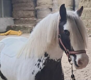 Kinderliebe Tinker-Scheckstute (2017) – Familien- & Freizeitpony, F.L, Horses For Sale, Würzburg