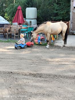 Kinderpony geritten Welsh Wallach Sonderfarbe Kutschpony