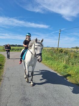 Kinderpony Reitpony, Ava Thomsen , Horses For Sale, Poppenbüll