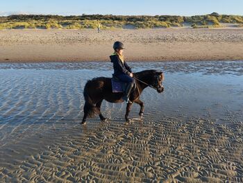 Kinderpony, Pony, Kleinpferd, Turnier, gesucht