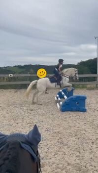 Kinderpony, Pony, Kleinpferd, Turnier, gesucht, Privat, Horses For Sale, Sankt Katharinen