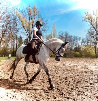 Schicker Andalusier, Stefanie Grevé , Horses For Sale, Sulzbach-Rosenberg