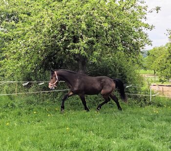 Schicker Connemara Wallach, Angela Fleck , Horses For Sale, Schondra 