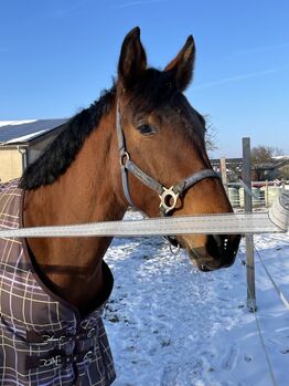 Schickes Charakterpferd mit Herz für Freizeit/Amateursport, Claudia, Horses For Sale, Euerhausen