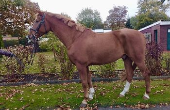 Schicker Oldenburger Wallach mit Potential!, Janina, Horses For Sale, Großheide