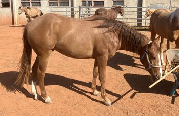 Schicker QH Wallach, Hans, Horses For Sale, Gemmingen 