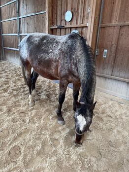 Schicker Wallach in Sonderlackierung, Suse Hörner, Horses For Sale, Hochstadt