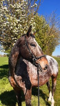 Schicker Wallach in Sonderlackierung, Suse Hörner, Horses For Sale, Hochstadt