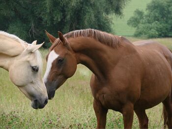 Chicke Verbandsprämienstute, Grit Loewenstein, Horses For Sale, Wallrode 