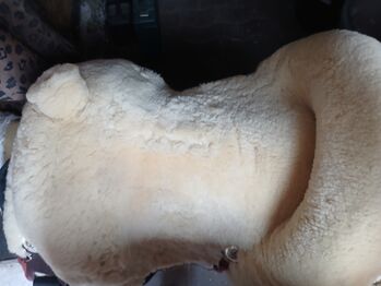 Christ Fellsattel Western Daimond Plus Christ Daimond plus 