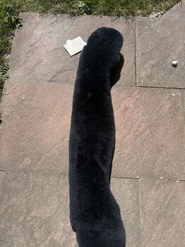 Christ Lammfellsattelgurt NEU Christ Mondgurt