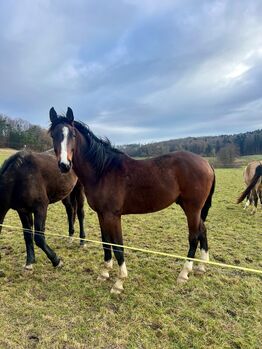 Chubakko Nachkomme zu Verkaufen, Daniela Steiner, Horses For Sale, Dinhard