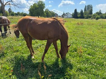 Interessant gezogener, korrekter Quarter Horse Hengst