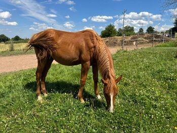 Interessant gezogener, korrekter Quarter Horse Jährling, Kerstin Rehbehn (Pferdemarketing Ost), Konie na sprzedaż, Nienburg