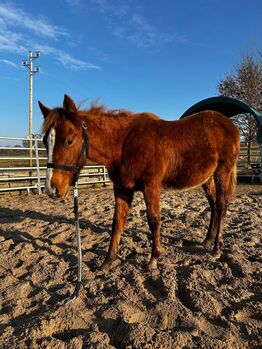 Interessant gezogener, korrekter Quarter Horse Jährling, Kerstin Rehbehn (Pferdemarketing Ost), Konie na sprzedaż, Nienburg