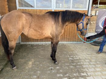dunfarbene, sehr korrekte Quarter Horse Stute, Kerstin Rehbehn (Pferdemarketing Ost), Konie na sprzedaż, Nienburg