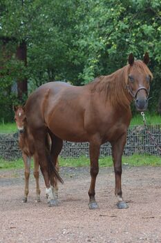 Tragende Quarter Horse Stute von Little Nic Tari, Kerstin Rehbehn (Pferdemarketing Ost), Konie na sprzedaż, Nienburg