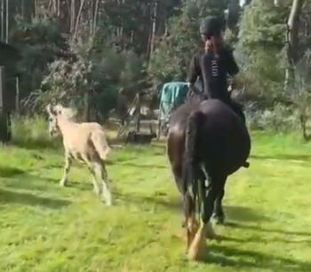 Tragende Tinker Stute geritten gefahren, Tigerschecke