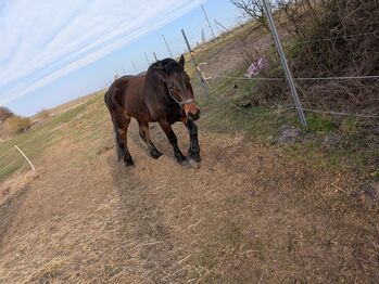 Schweres Warmblut, Jasmin , Konie na sprzedaż, Barleben Meitzendorf