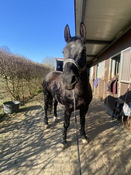 Schweres Warmblut