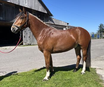 Cimaro – hübscher 3,5-jähriger Freiberger mit viel Potential, Mara, Pferd kaufen, Luzern
