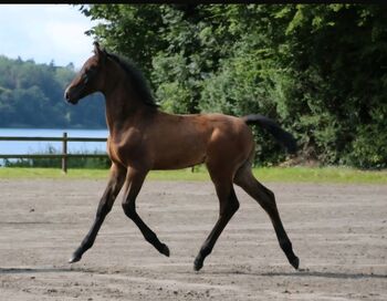 CITO - Prämierter Holsteiner Hengst