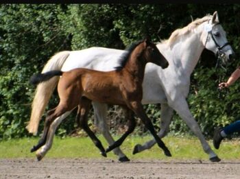 CITO - Prämierter Holsteiner Hengst
