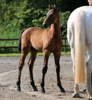 CITO - Prämierter Holsteiner Hengst, Lukas, Horses For Sale, Emkendorf