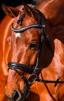 Claridge House Zaum Marley Englisch kombinierte Trense, Claridge House, Emilia, Bridles & Headstalls, Teistungen