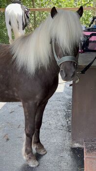 Classic Pony 7J