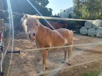Classicponywallach zu verkaufen