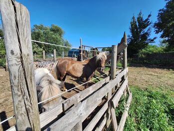 Classic Pony Stute sucht erfahrene Hände