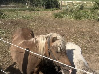 Classic Pony Stute sucht erfahrene Hände, Sophie, Pferd kaufen, Aschara