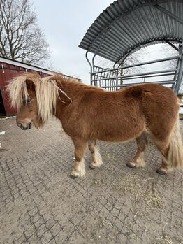 Classicpony, Kathrin Heyer, Pferd kaufen, Beverstedt