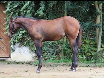 CM Someone Like You - Dein Herzenspferd mit Perspektive