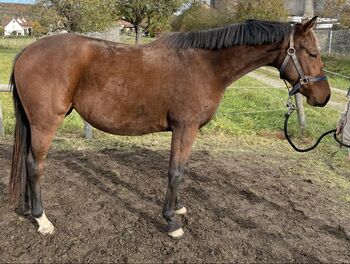 Coco, Jungpferd, 4 Jahre, Aziza, Pferd kaufen, Eggolsheim