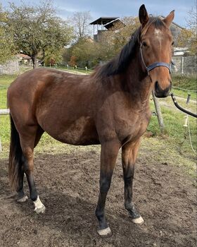 Coco, Jungpferd, 4 Jahre