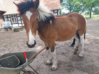 Kaltblutstute 1.5 abzugeben, Lydia, Horses For Sale, Hille