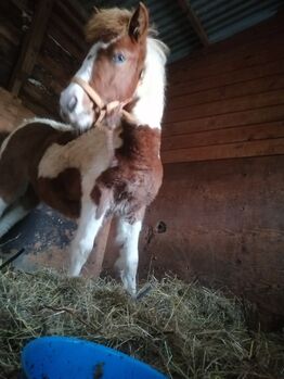 Coloured DHP filly foal ready for her next chapter, Michaela, Konie na sprzedaż, Sidmouth