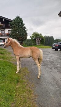 Hengstfohlen Alexander geboren 22.04.2023