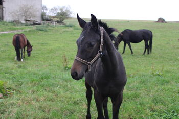 Hengstfohlen von Fair Deal x Simonetti, Lisa, Horses For Sale, Limbach-Oberfrohna