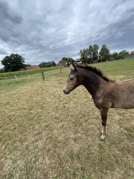 Hengstfohlen von Golden Grey x Can Dance, MS, Horses For Sale, Bad Laer