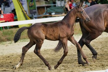 Hengstfohlen von Sir Gribaldi, E.C., Horses For Sale, Reichenfels