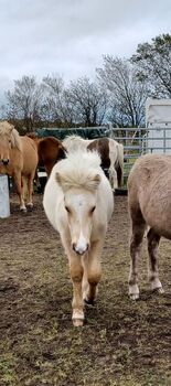 Hengstfohlen von Valgarð frá Kirkjubæ, Marion Rethwisch, Horses For Sale, Nieblum
