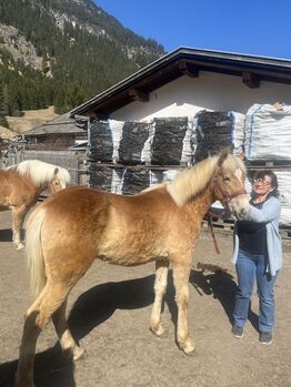 Hengstfohlen, Silvia Kropf, Horses For Sale, Vorderhornbach