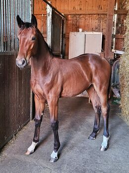 Hengstfohlen, Lilge Lothar , Horses For Sale, Kammeltal / ettenbeuren 