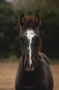 Hengstfohlen mit Charme & Zukunftspotenzial, Celine , Horses For Sale, Algaida 